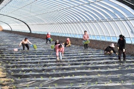 From coal mining to agriculture: An ecological initiative at a Chinese coal mine